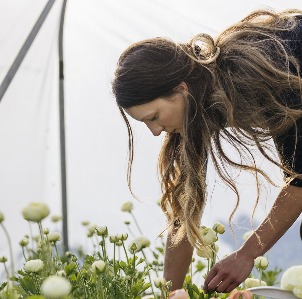 Milli Proust harvesting pastel ranunculus in her polytunnel