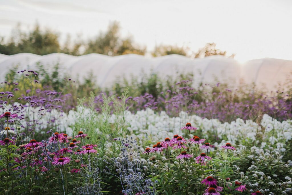 The beauty of British grown cut flowers at Green and Gorgeous Oxfordshire