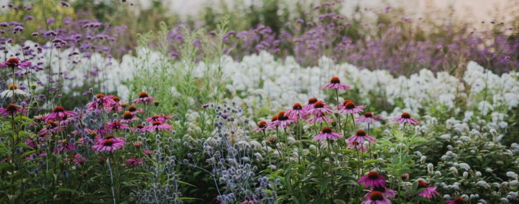 The beauty of British grown cut flowers at Green and Gorgeous Oxfordshire