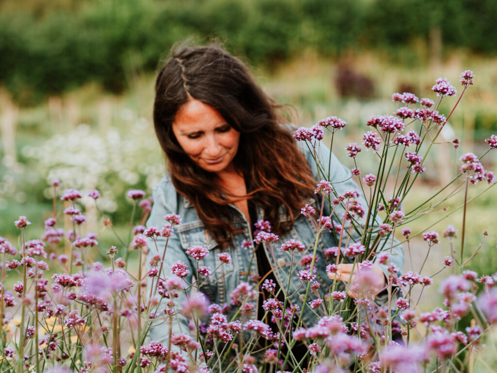 Amber Partner of Howe Farm Flowers cutting Verbena bonariensis in her flower field