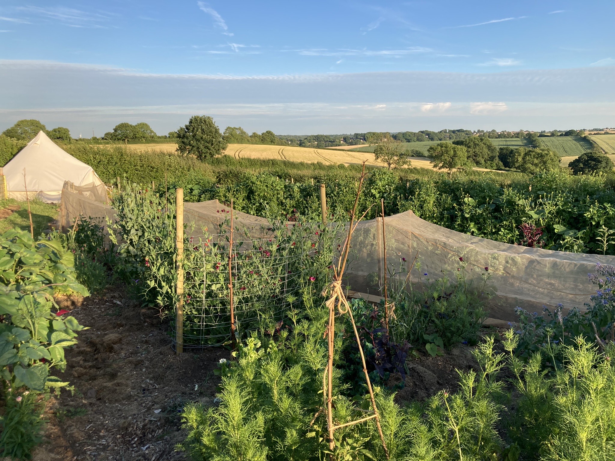 A beautiful rural view behind the flower plot of Sammie Hall