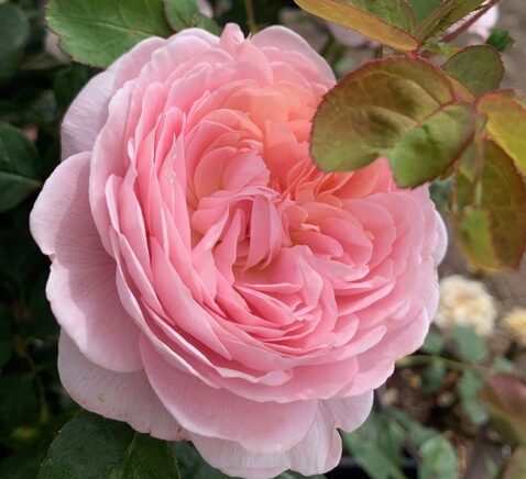 Rose Queen of Sweden