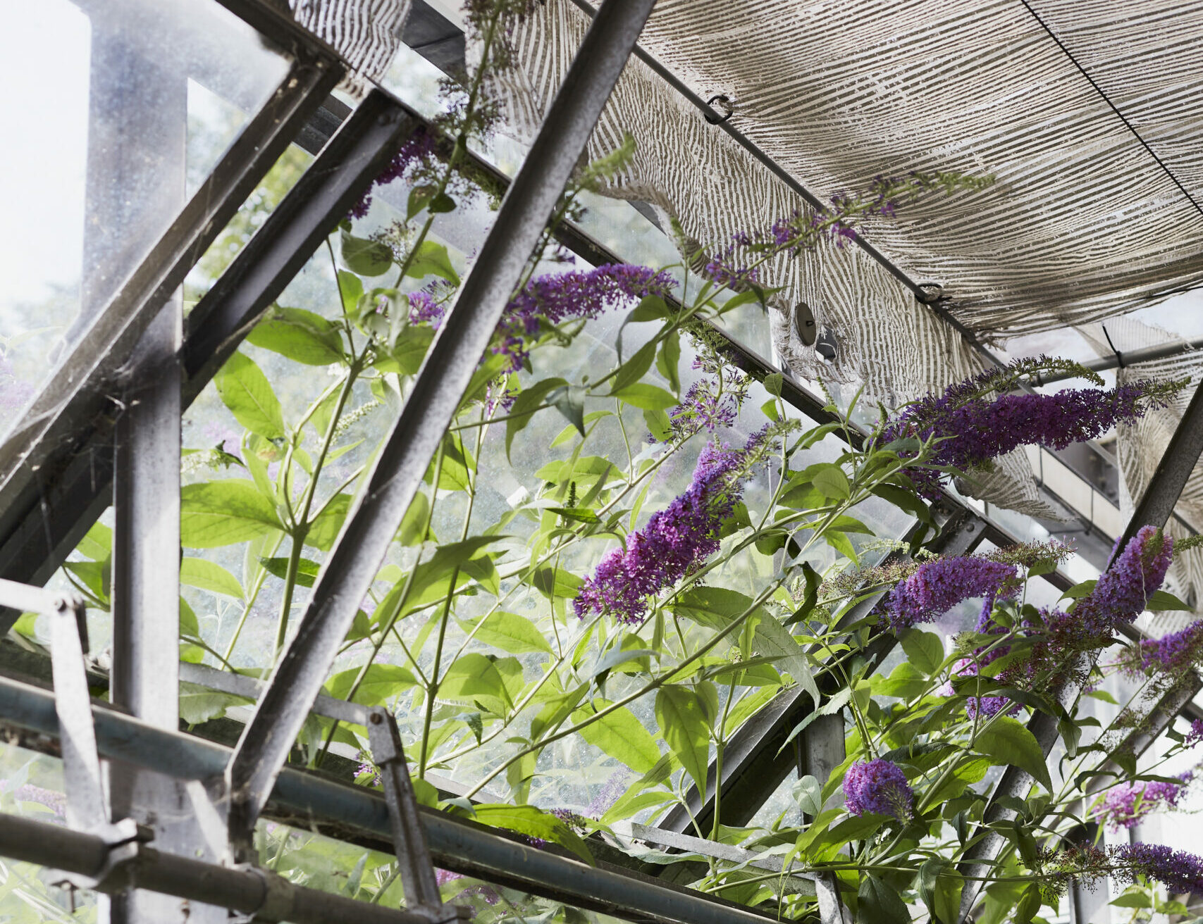 Wild buddleia arching through the open windows of the glasshouse at Wolves Lane Flower Company