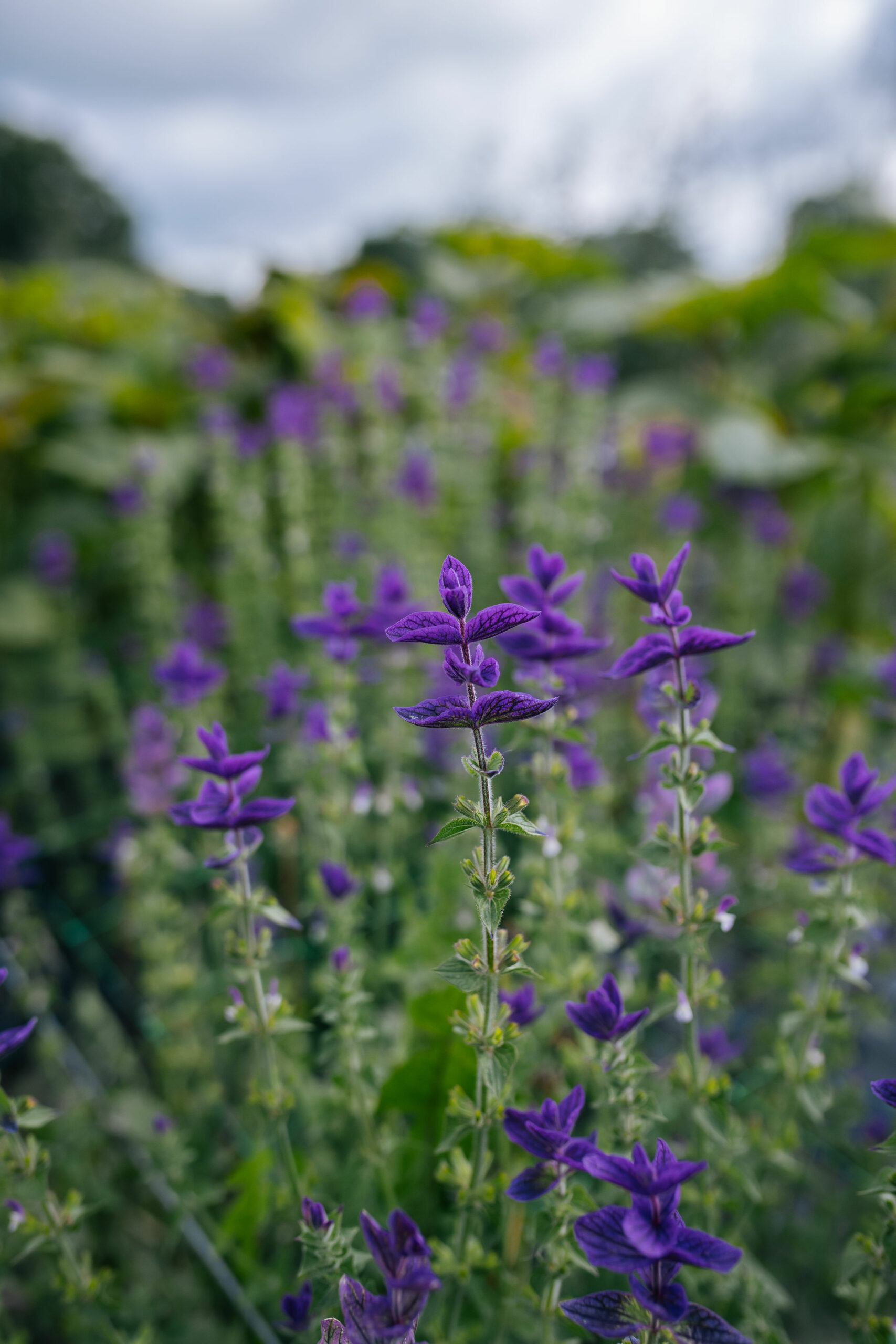 Image Gallery 22 - Flowers from the Farm