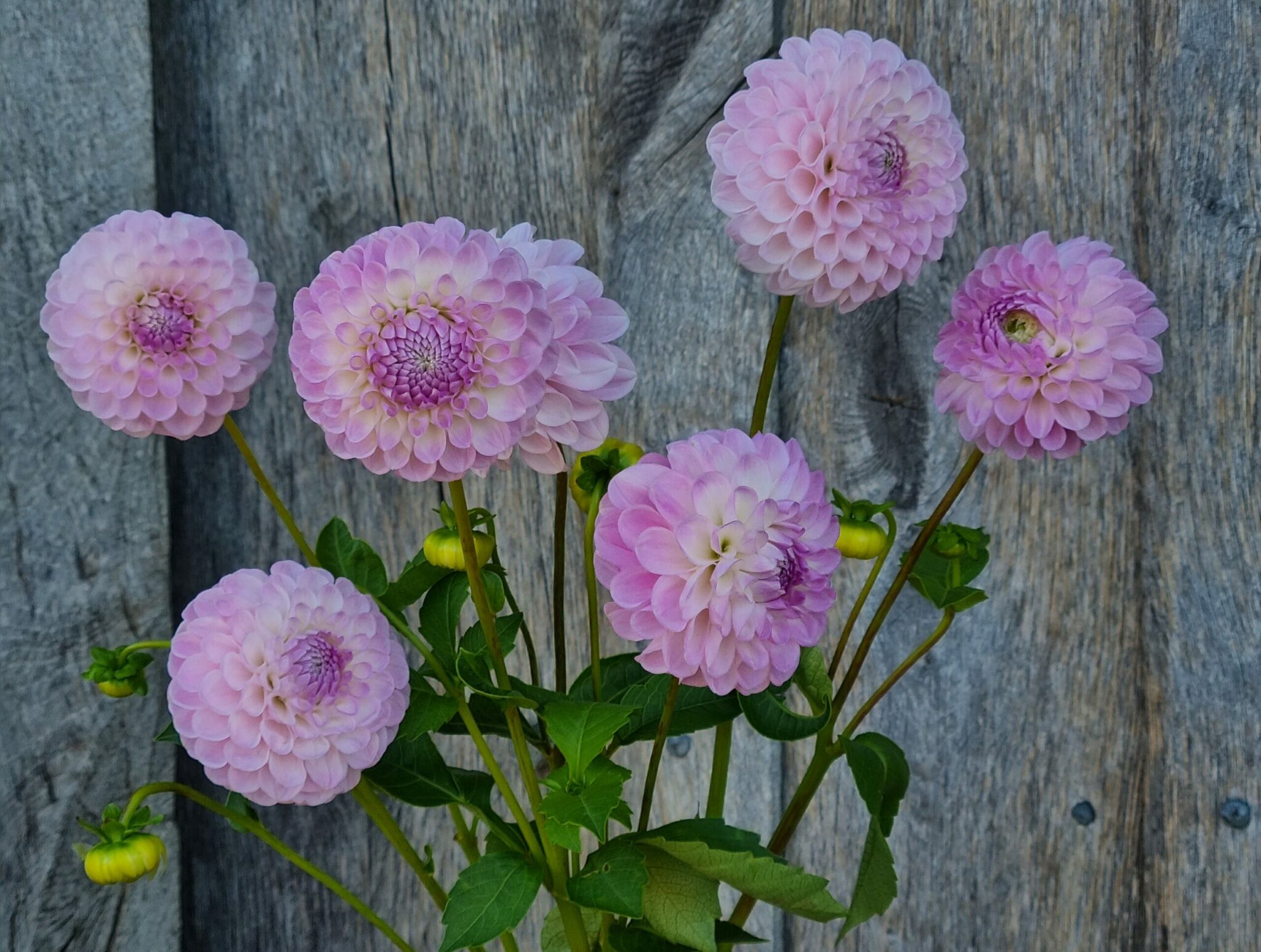 Home Flowers from the Farm