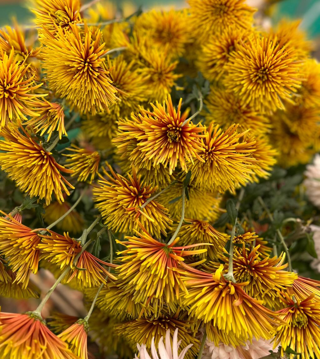 Golden-bronze Chrysanthemum flowers in bloom at Pauntley Petals in Gloucestershire.