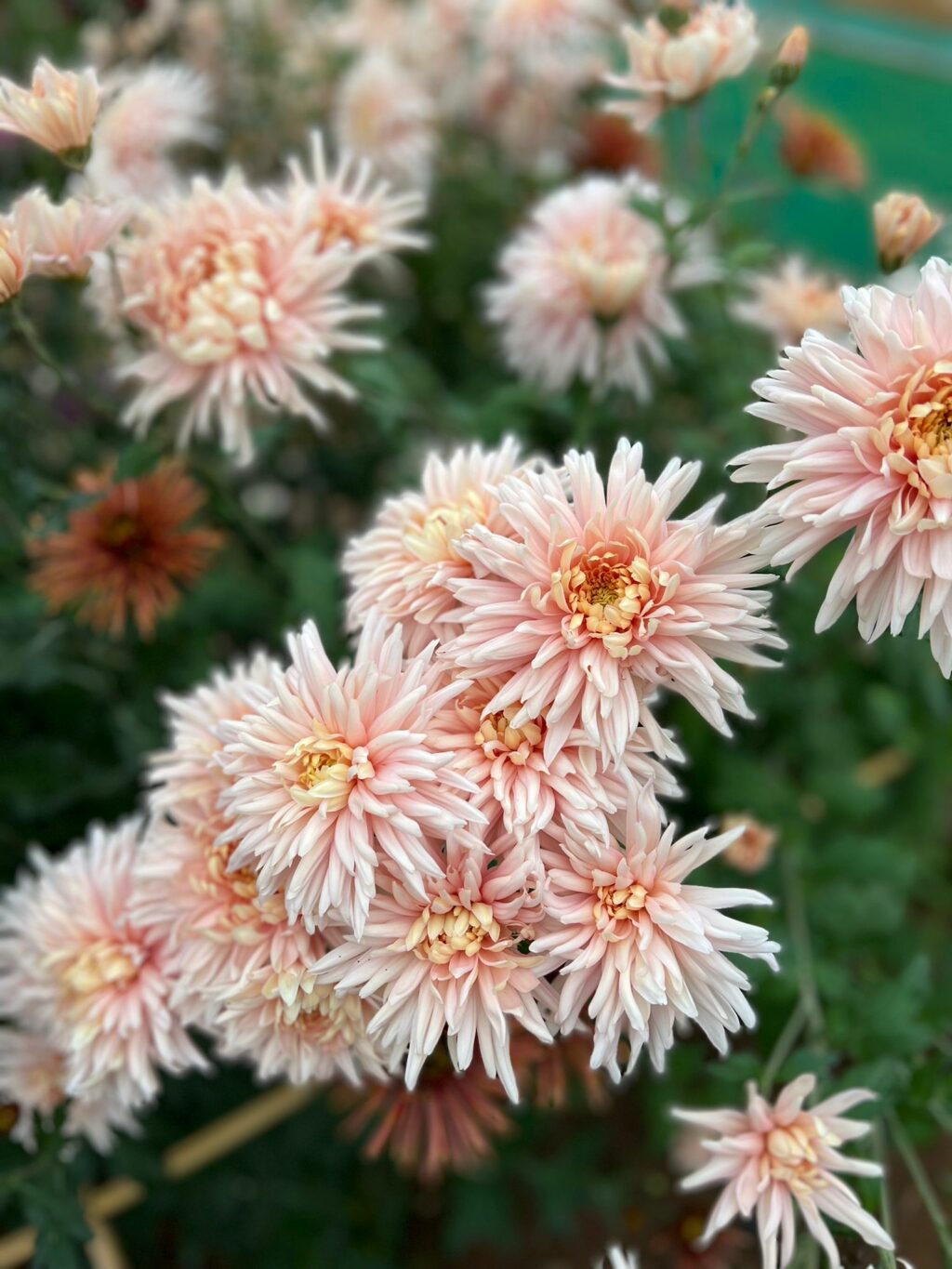 Peach coloured chrysanthemum flowers blooming at Pauntley Petals in Gloucestershire in November.