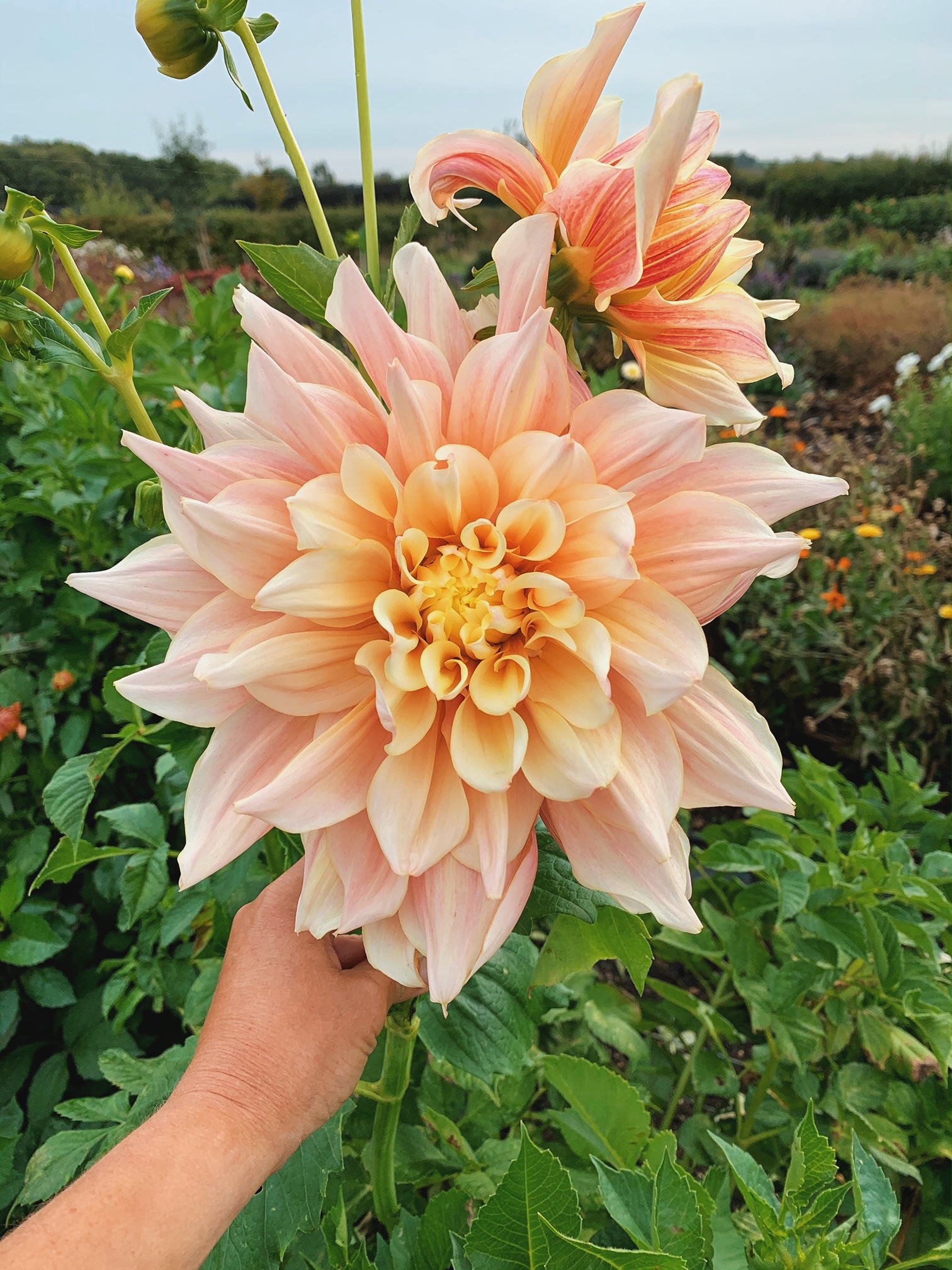 Grow Your Own Dahlias mini workshop with Howe Farm Flowers Buckinghamshire