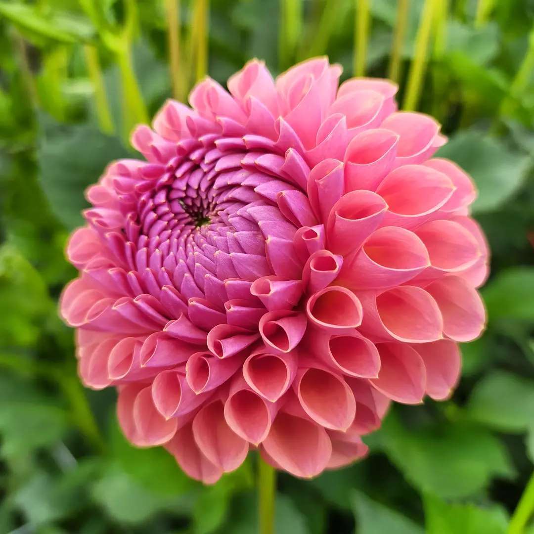 Dazzling Dahlias with Old Farmhouse Flowers in Lincolnshire