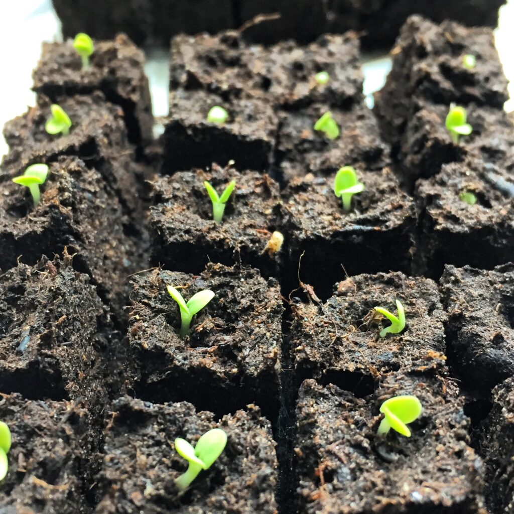 Seed Sowing Workshop with Old Farmhouse Flowers in Lincolnshire