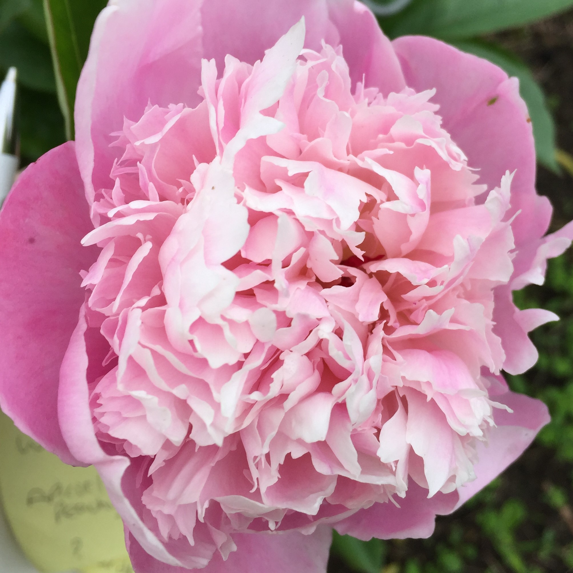 Cut Flowers in Focus Workshop Focals with Old Farmhouse Flowers