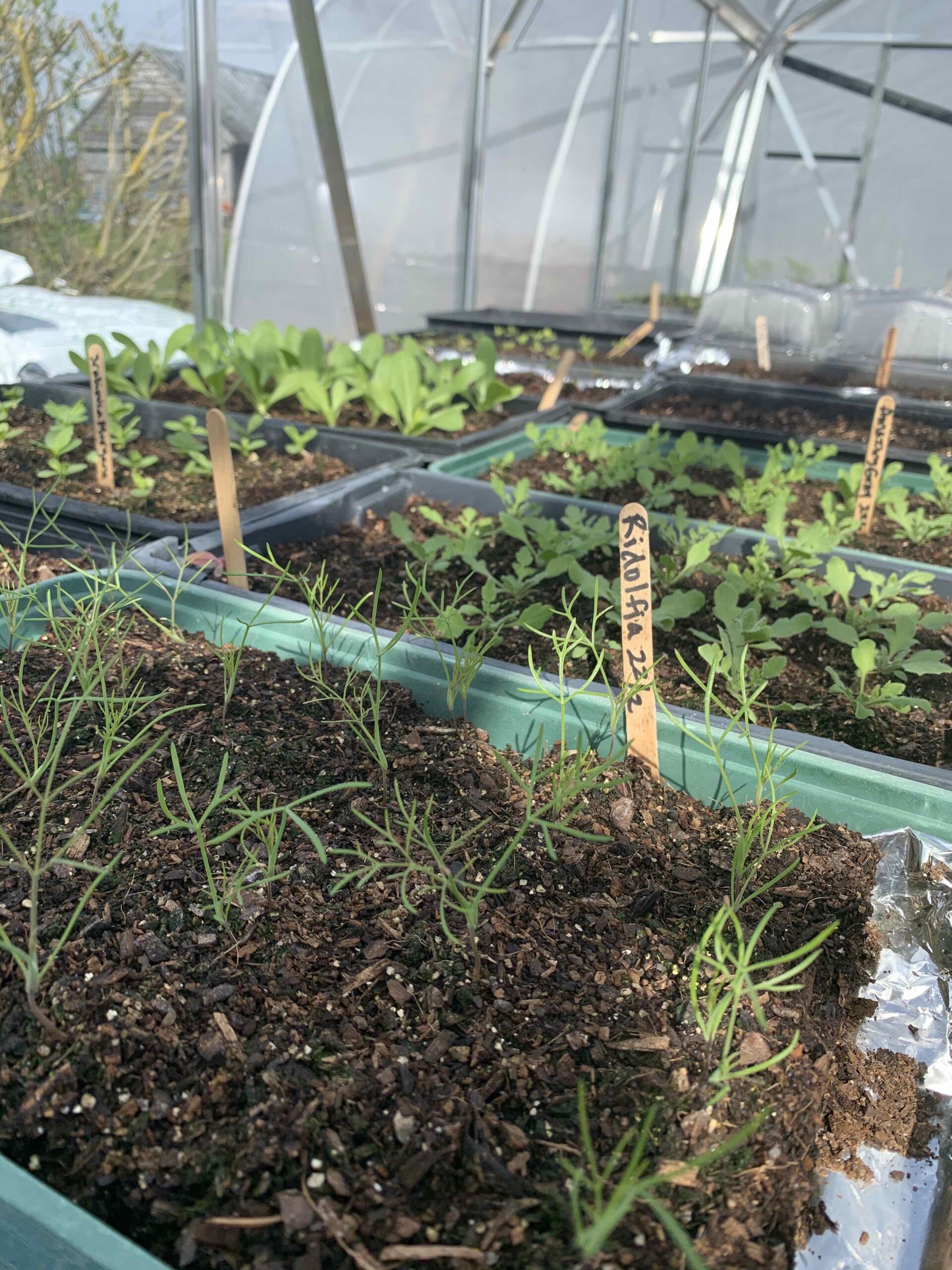 Seed sowing workshop with Amber Partner of Howe Farm Flowers Buckinghamshire
