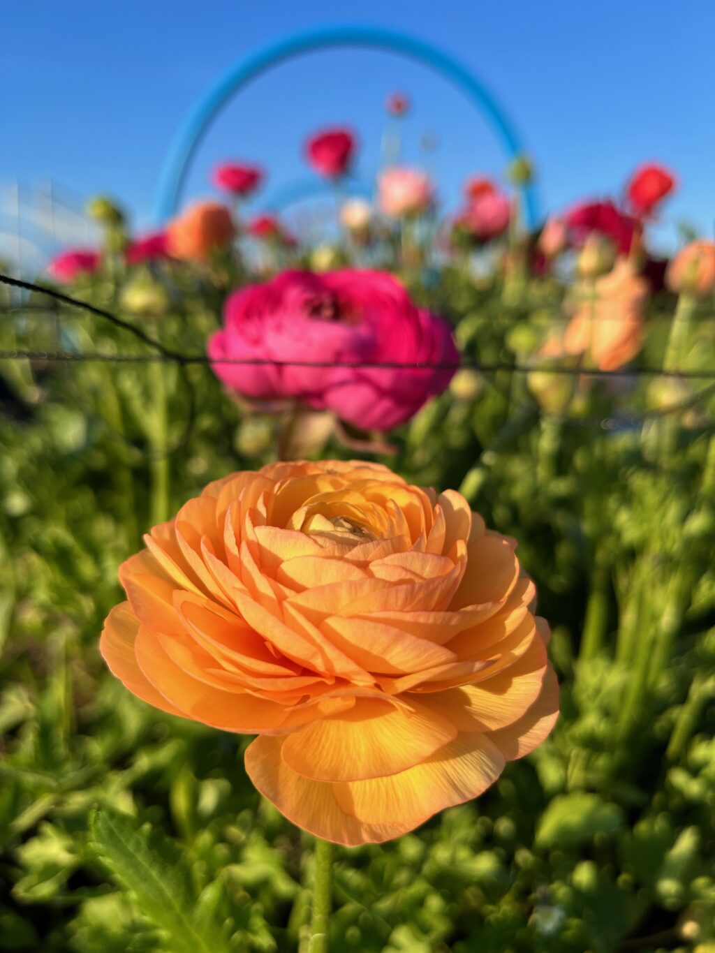 A perfect dusky orange ranunculus growing in spring sunshine last Wivenhoe Flowers