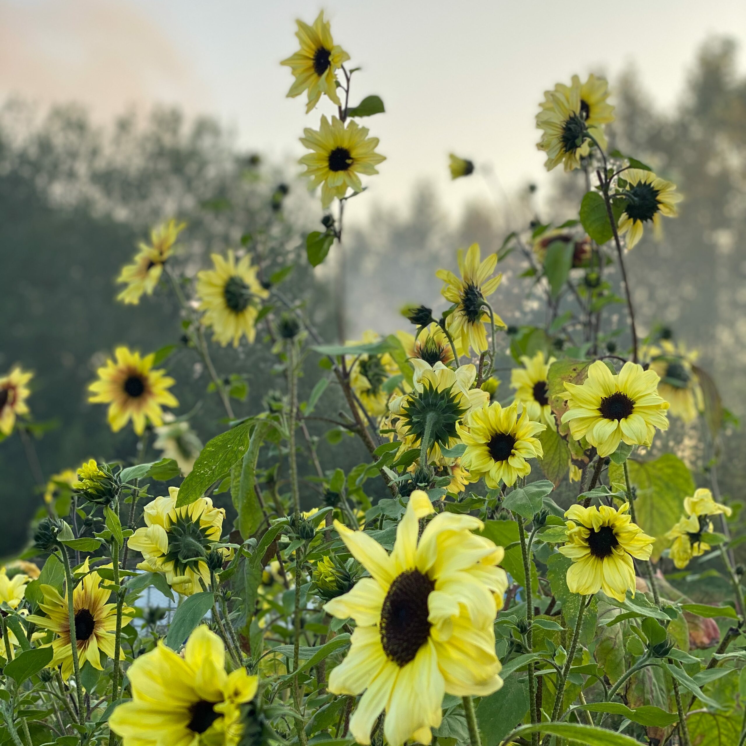 Grow Your Own Flowers Online Workshop with Sara Willman of My Flower Patch