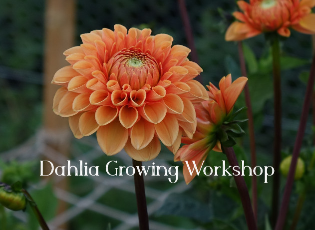 Dahlia Growing Workshop with Saxon Gate Flowers Bedfordshire