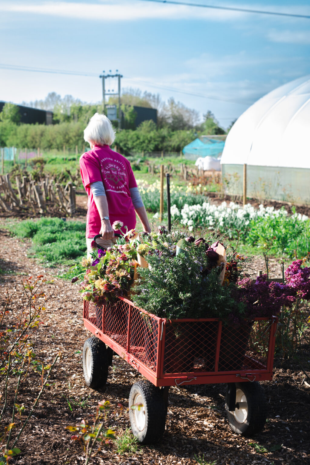 Gill Hodgson of Flowers from the Farm pulls a trolley laden with British tulips back to the workshop on this flower farm.