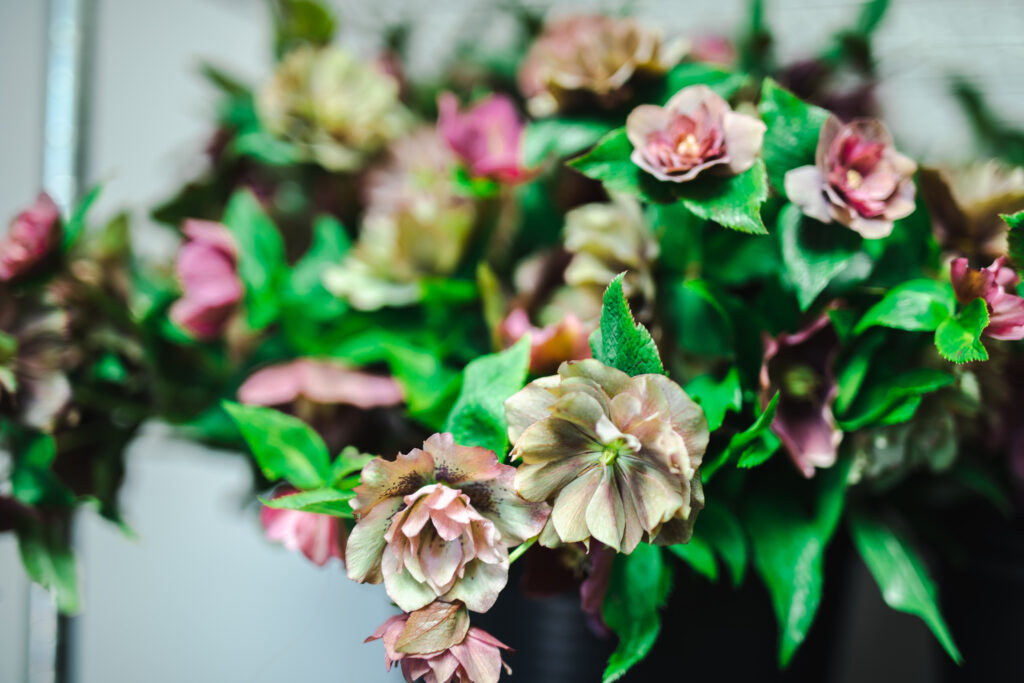 Locally grown hellebores make great cut flowers when mature and here a bucket of freshy picked blooms awaits dispatch to Westminster Abbey for the Coronation of King Charles.