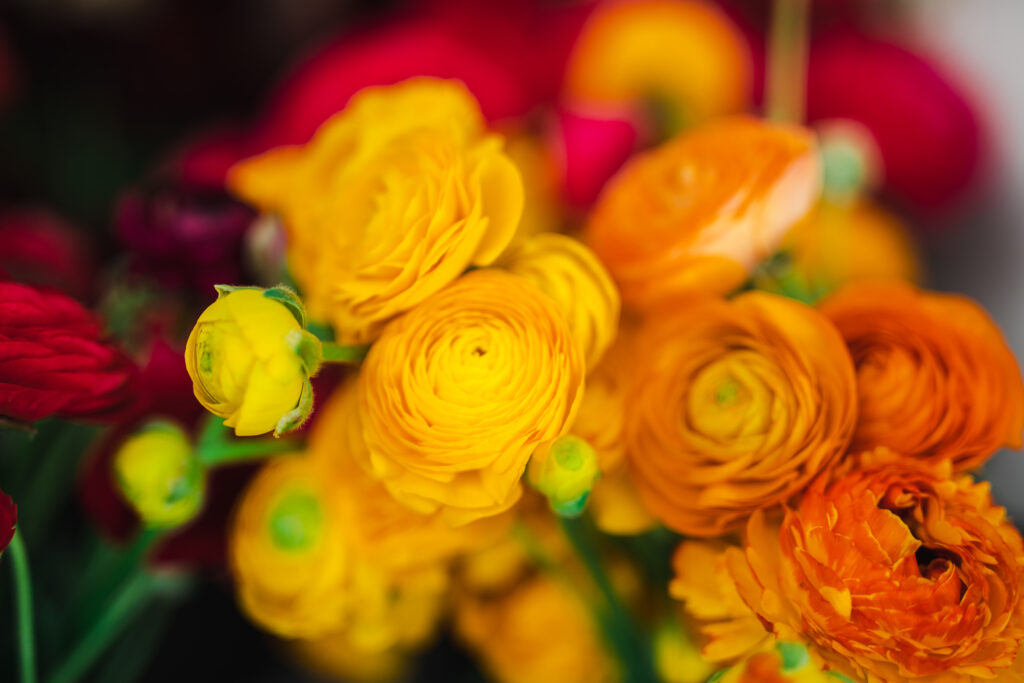 Vibrant orange ranunculus glow as they await dispatch to take part in the Coronation displays in Westminster Abbey.