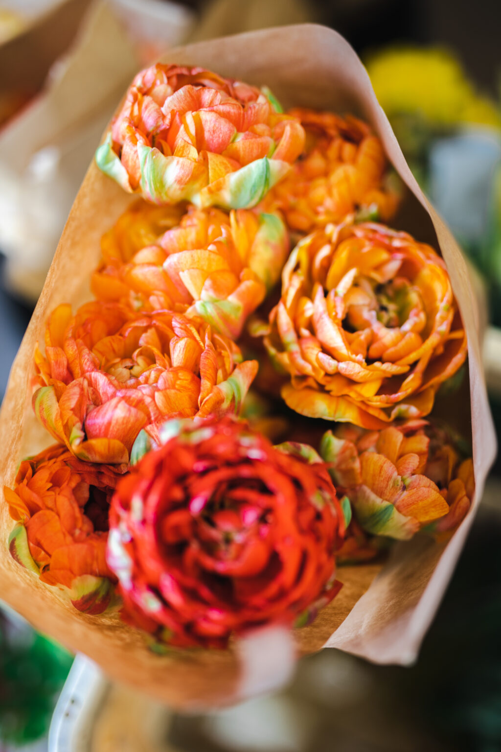 Rich orange and red double British outdoor grown tulips protected by a wrap of brown paper for their journey to the coronation at Westminster Abbey