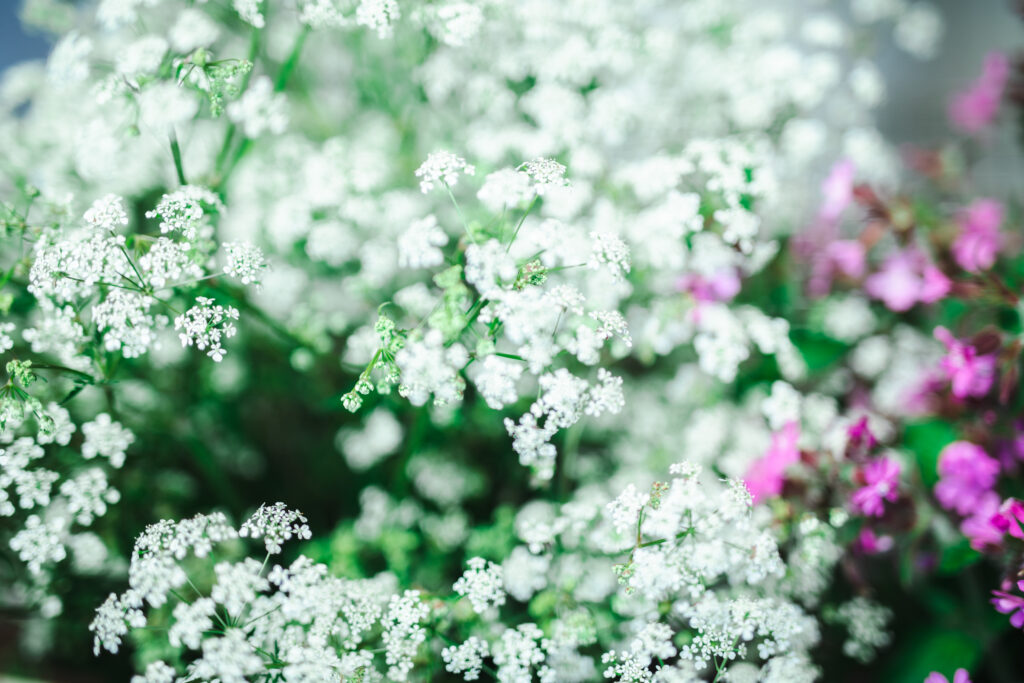 Lacy umbellifers for the coronation displays at Westminster Abbey by Shane Connolly,