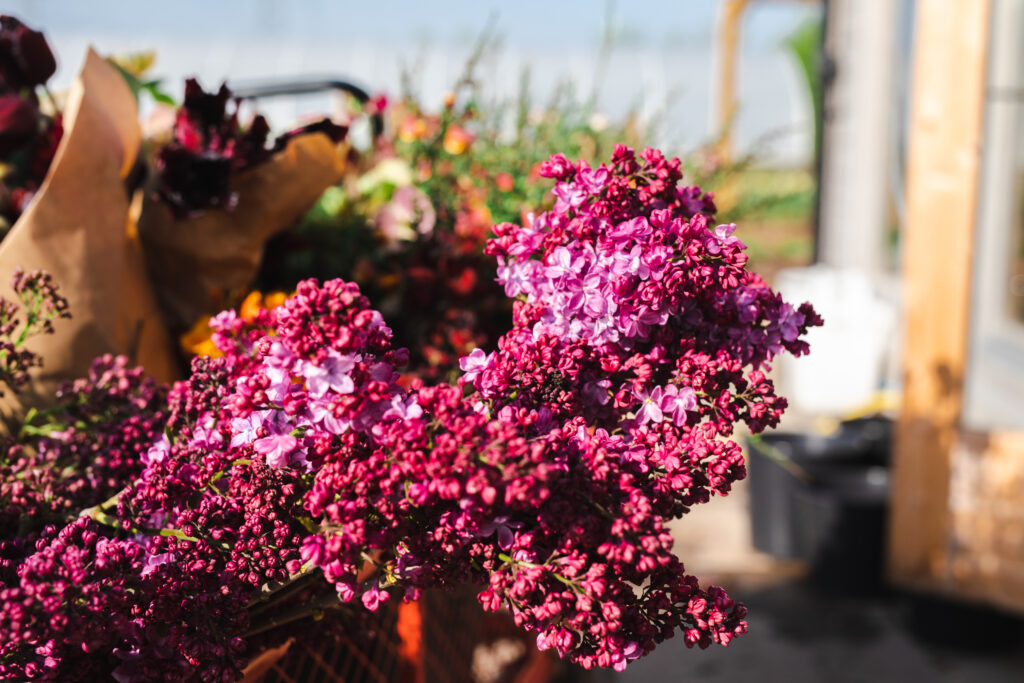 Freshly cut scented lilac in the collection of ingredients for the Coronation display.