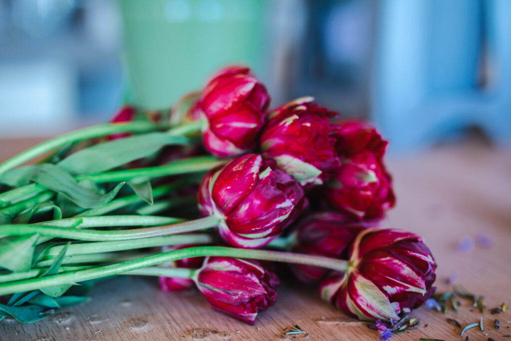 Deep red streaked tulips being graded at Flowers from the Farm HQ for the coronation displays.