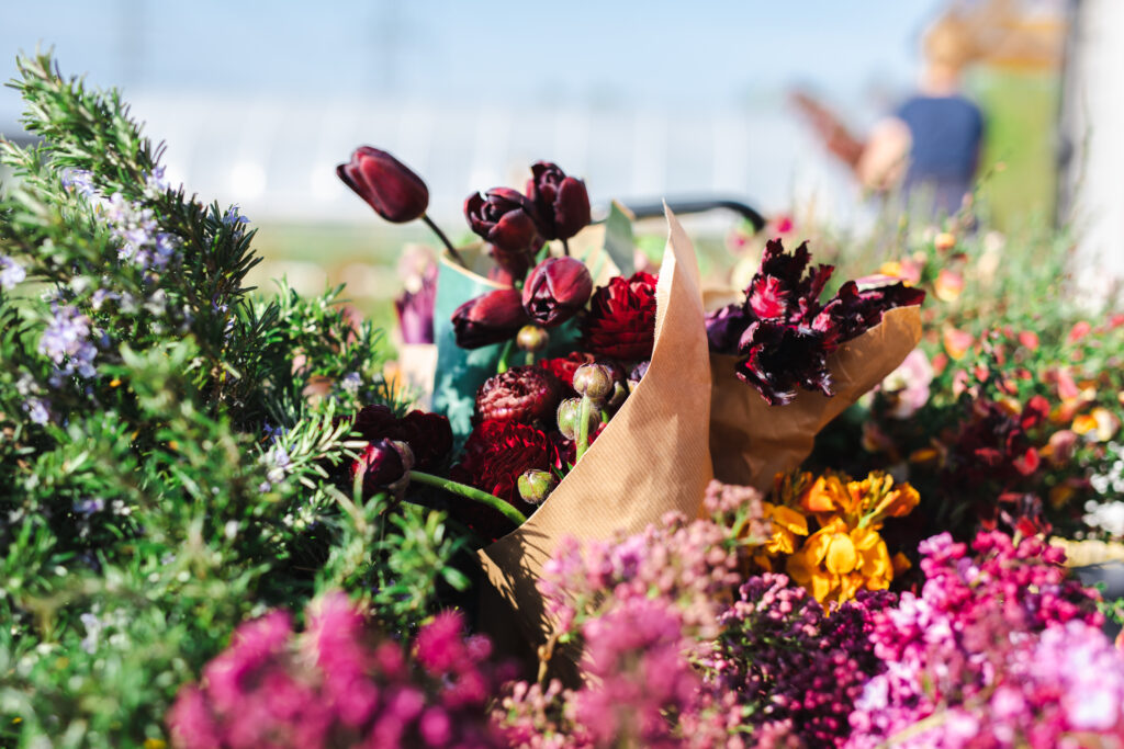 A collection of flower await departure to the Coronation. Dark tulips, vibrant wallflowers, fragrant flowering rosemary and lilac are here shown in close up.