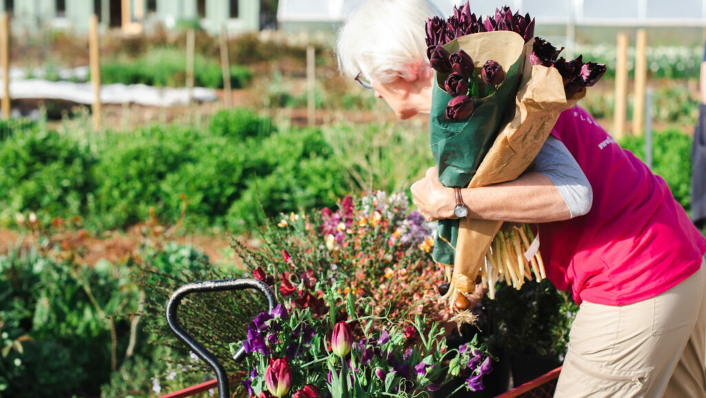 Gill Hodgson loads armfuls of freshly cut tulips onto a trolley at Organic Blooms flower field.