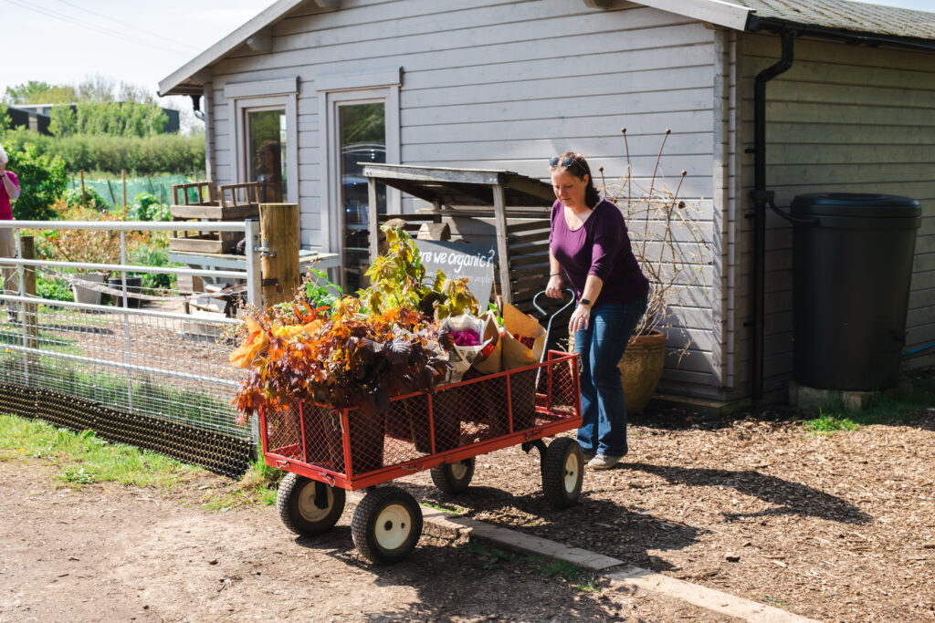 Rhiannon of Blue Hill Flora pulls a trolley loaded with tulips and other bounty.