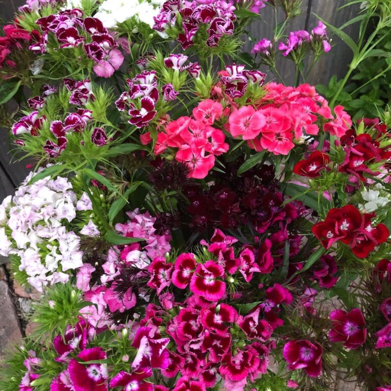 Why we love biennials Flowers from the Farm