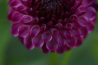 a close up of the intricate petal formations of a deep burgundy pom pom type dahlia