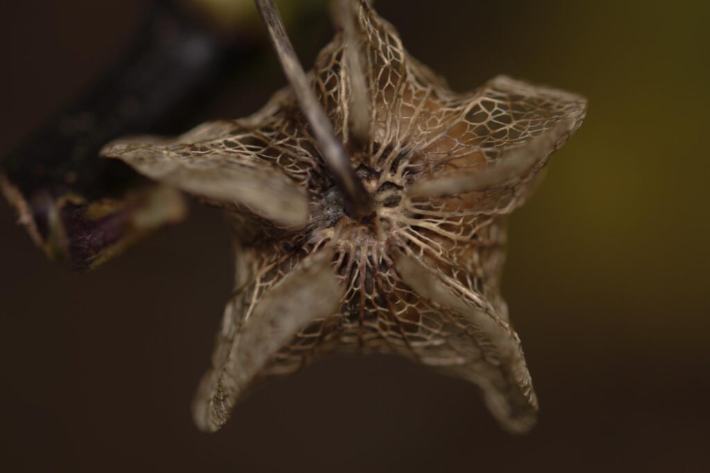 Skeletal seeded of Nicandra merits it's common name 'golden lanterns'.