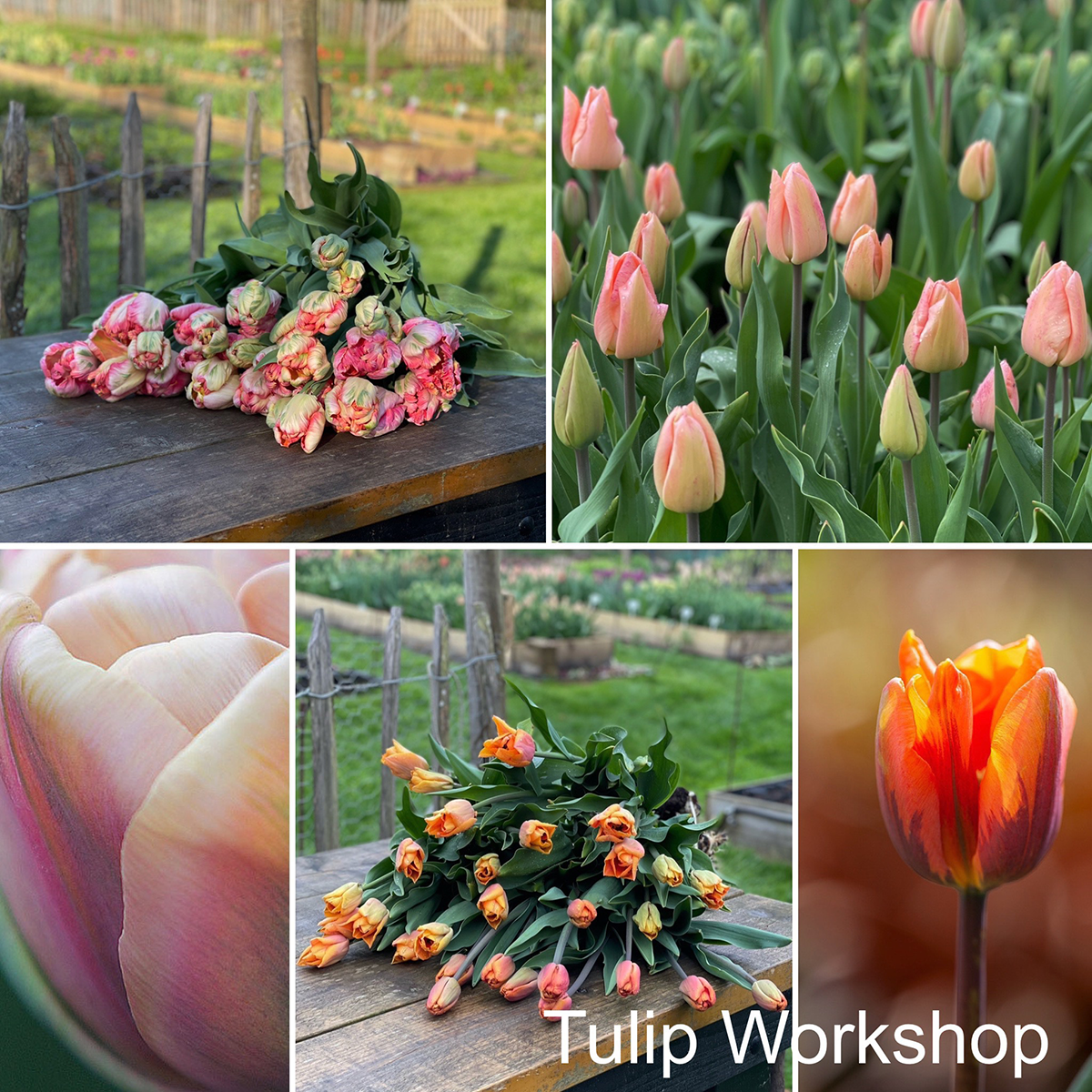 Tulip field to vase workshop with chiltern sky flowers