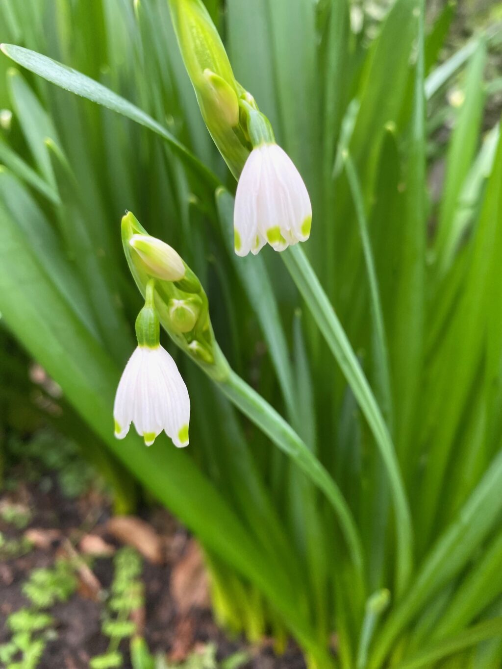 Snowdrops