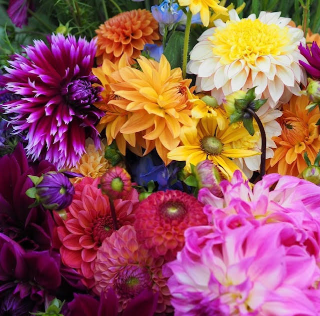 Dahlias with Acorn Flower farm