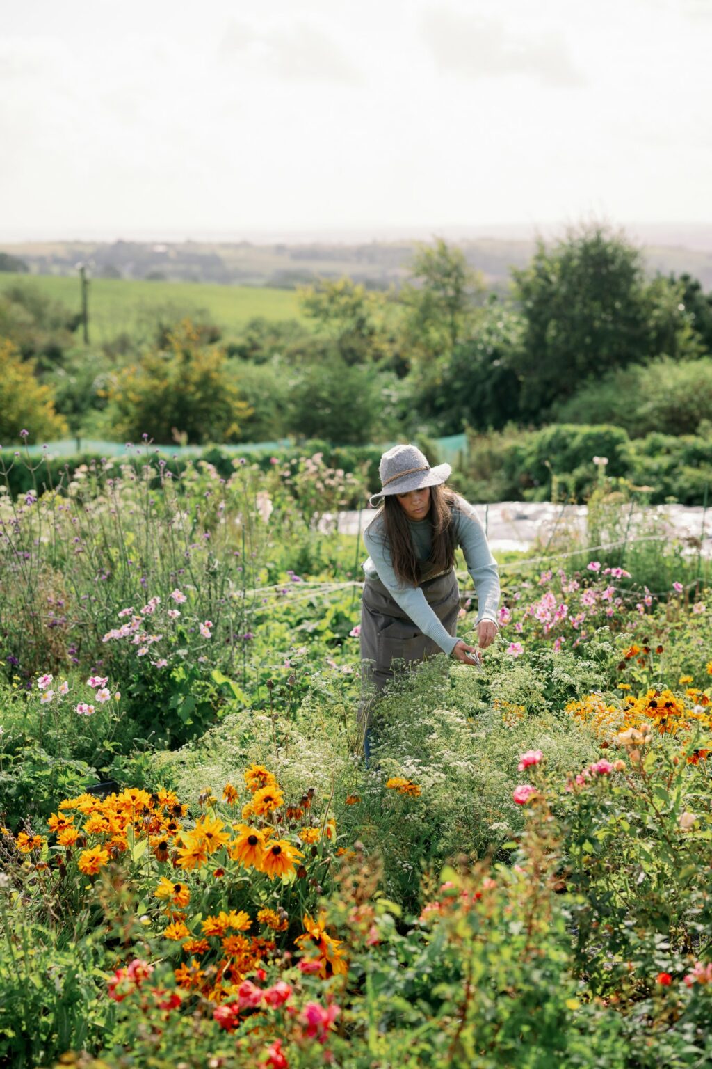 Angharad from hilltop Flowers picks a flower