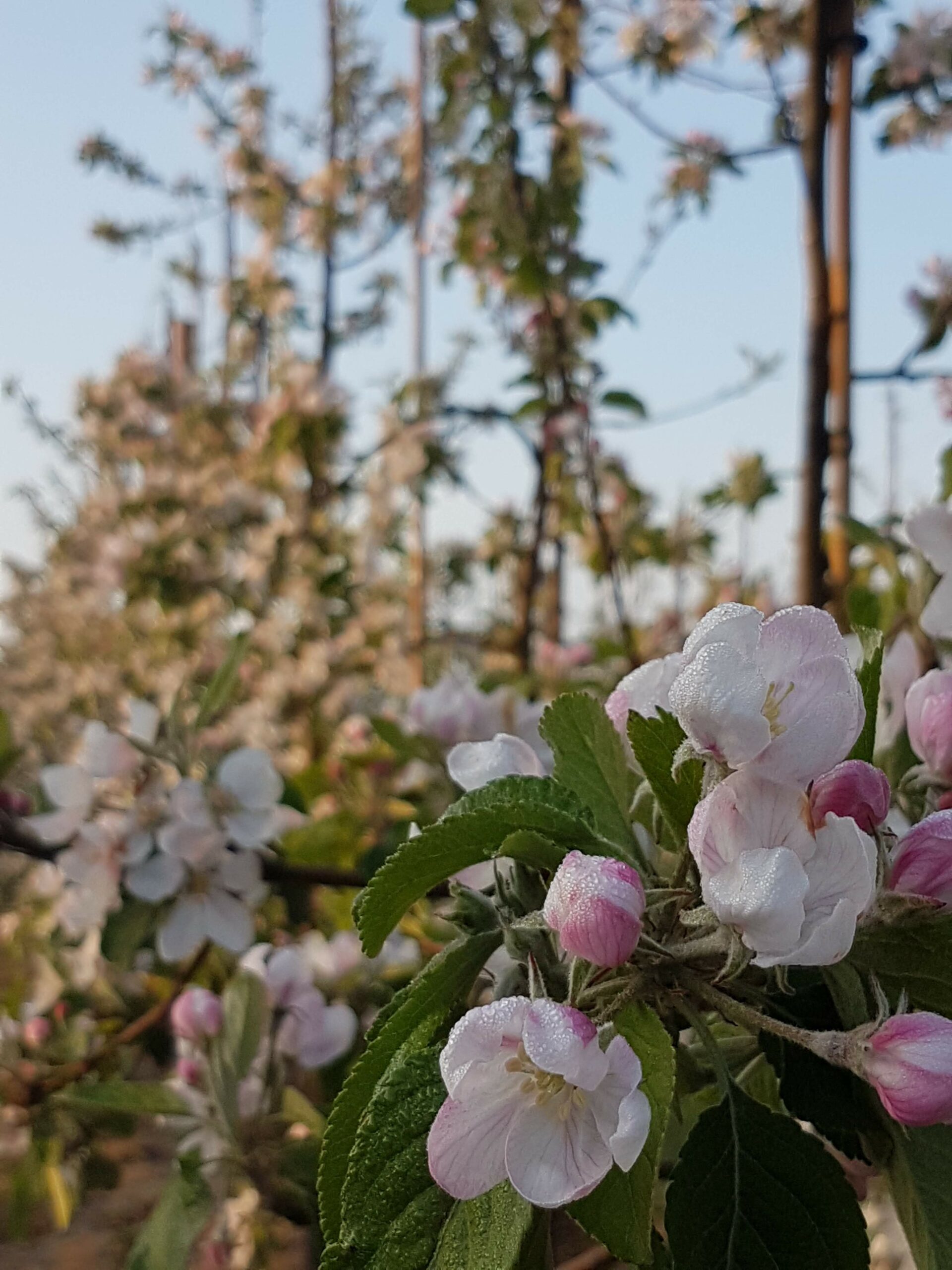 Apple Blossom by Anna's Country Flowers