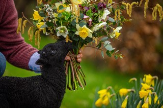 Ellen Firth Lamb and a bunch of Spring Flowers