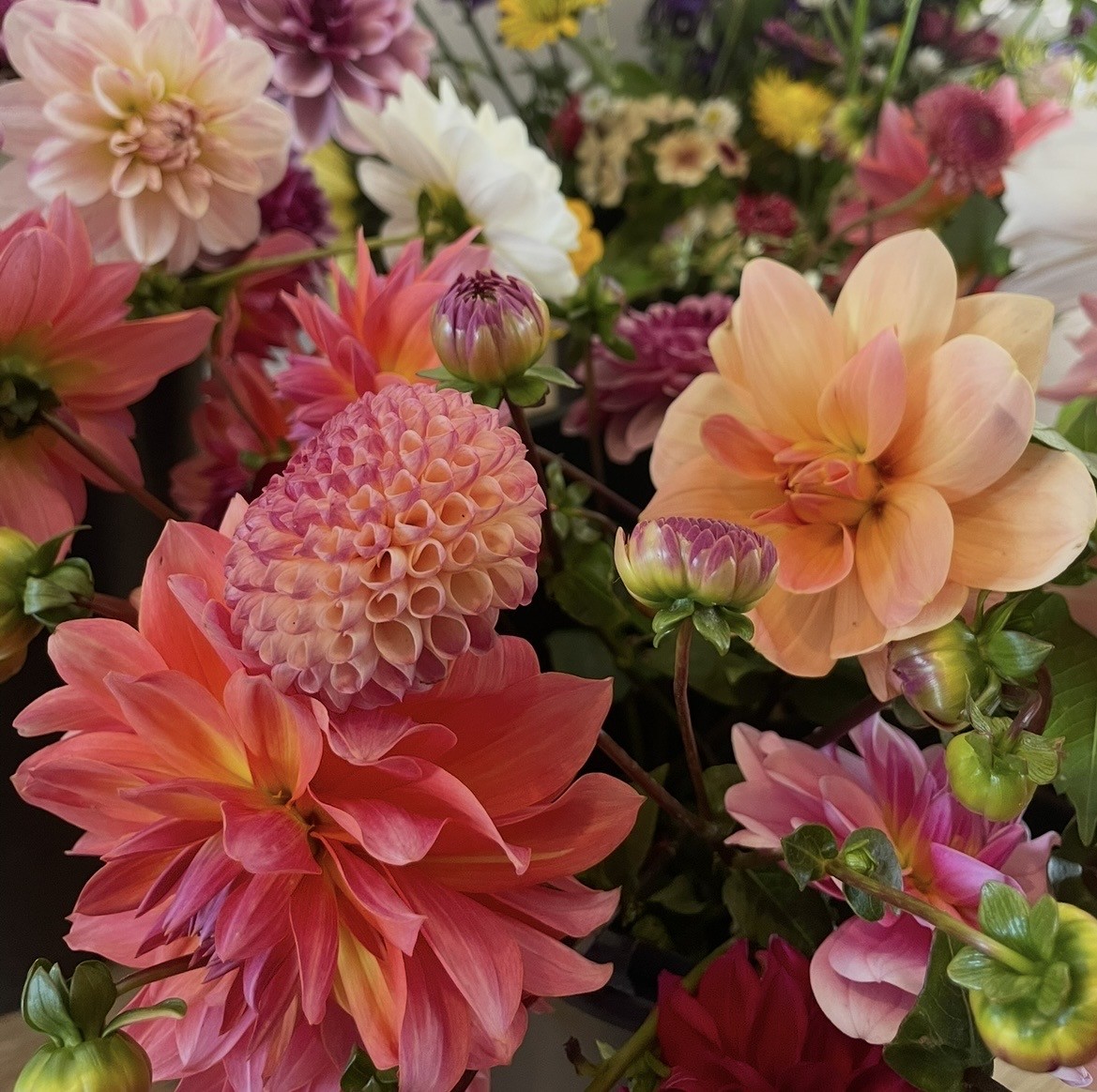 Dazzling Dahlia Workshop with Caroline Howells