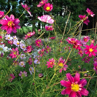 Pancake Hill Flowers