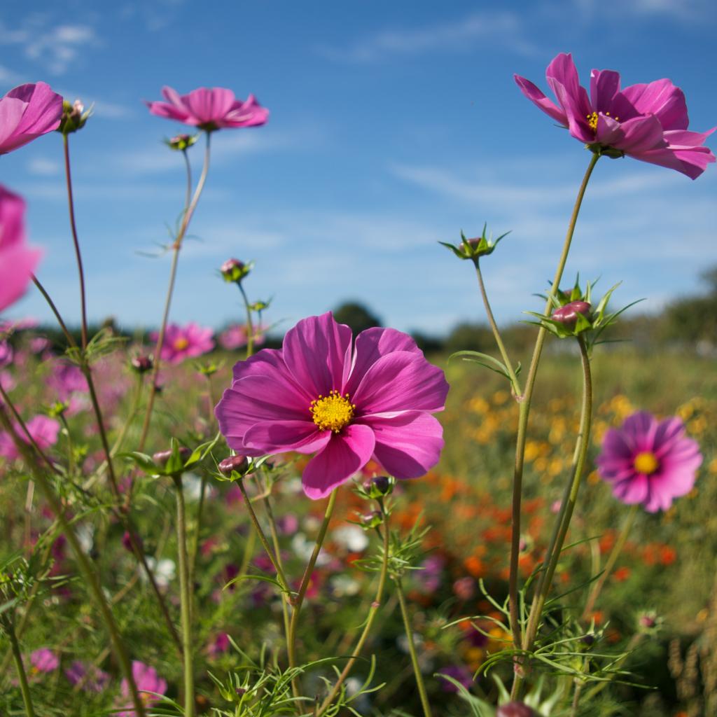 cherry gardens farm