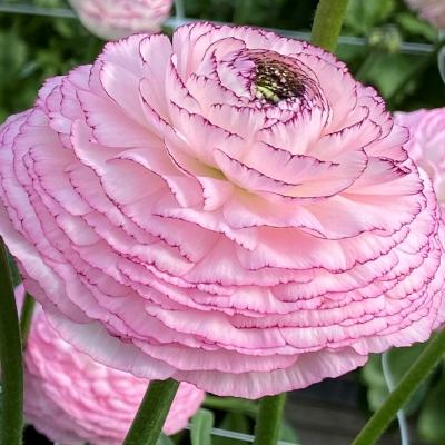 Italian Ranunculus UK