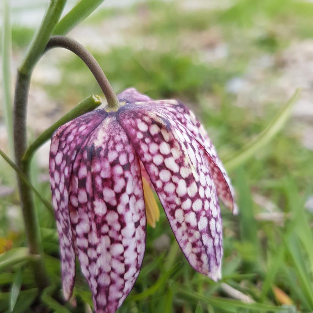 Backyard Blooms