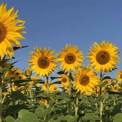 Flowers by Eden Valley