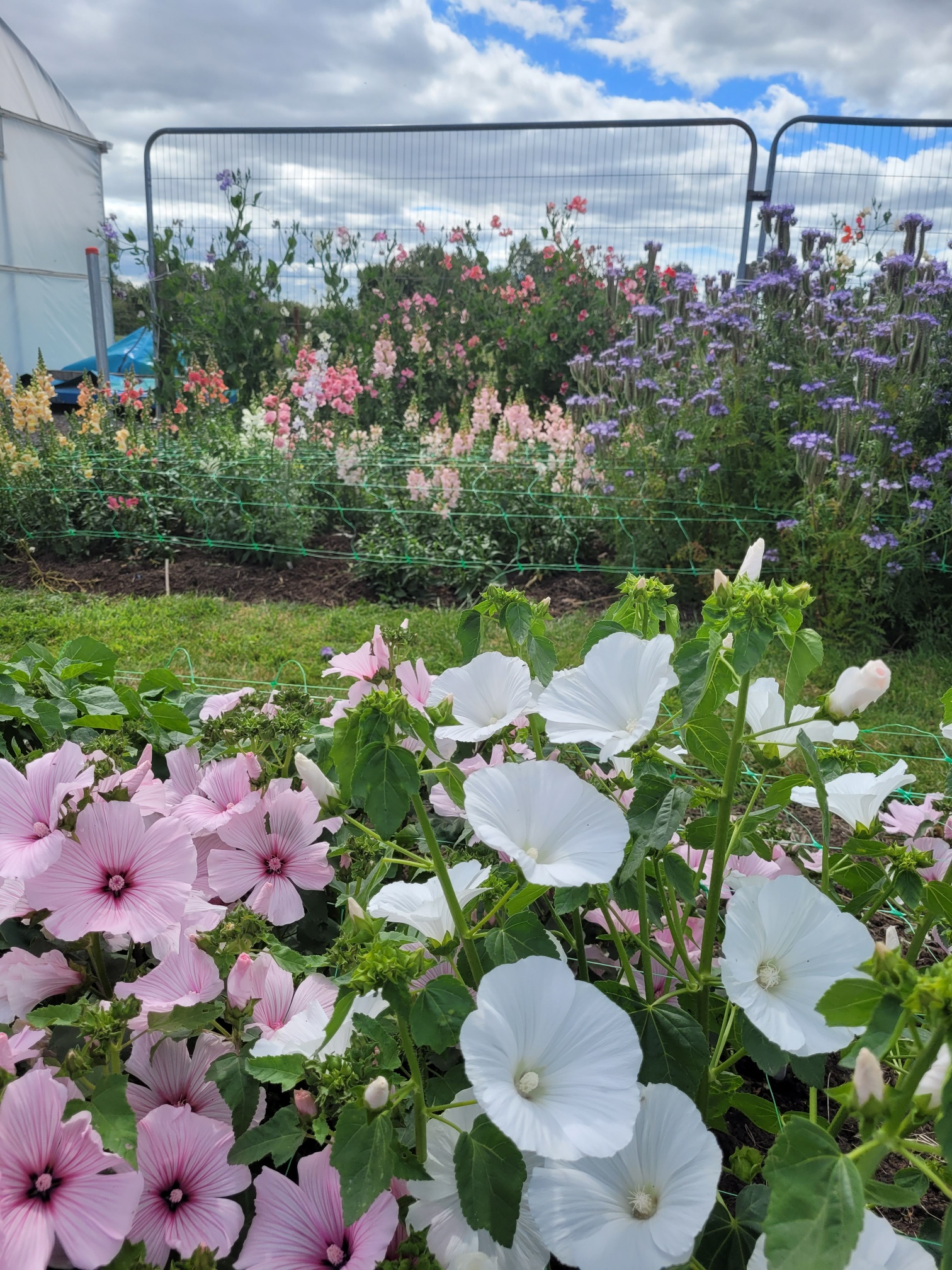 Flutter Florals / Basket Case Flowers from the Farm