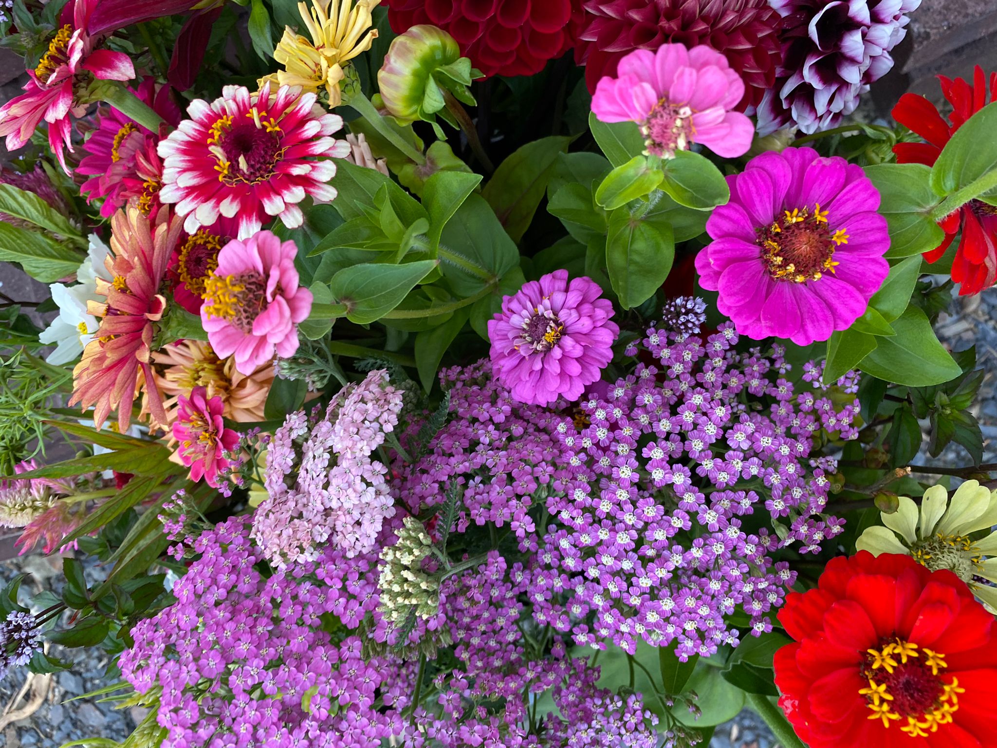 Trigon Farm Flowers from the Farm