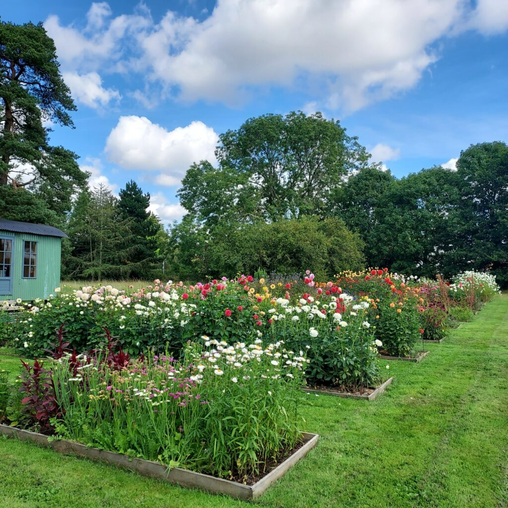 Corner Field Flowers | Flowers from the Farm