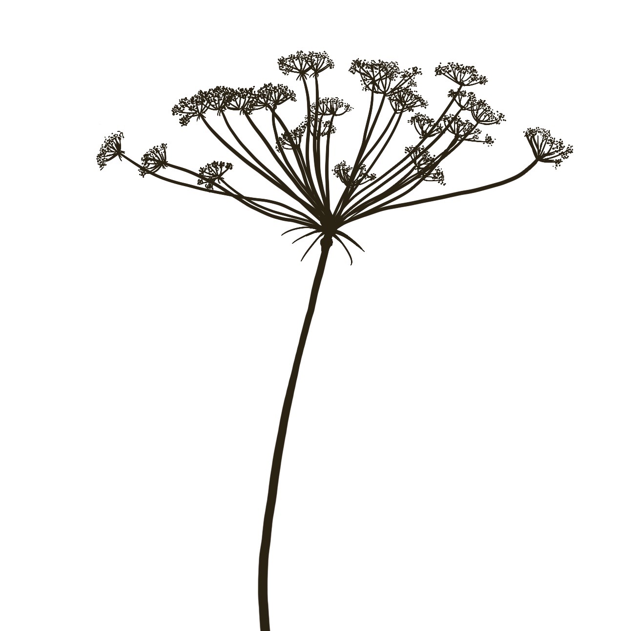 Hand Sown Flowers | Flowers from the Farm